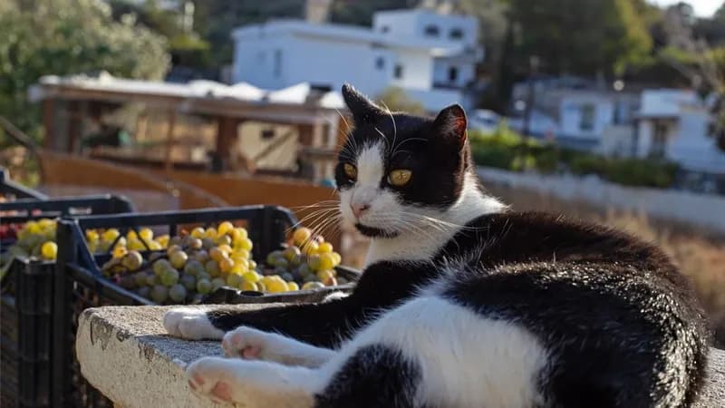 Syros Cats offers rent-free living for cat rescue