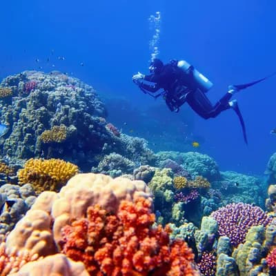 Extremhitze: Korallenbleiche am Great Barrier Reef erreicht Rekordausmaß