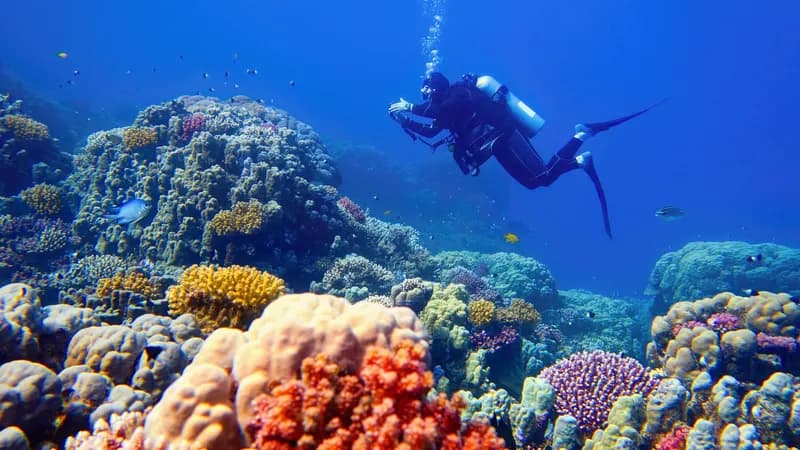 Extremhitze: Korallenbleiche am Great Barrier Reef erreicht Rekordausmaß