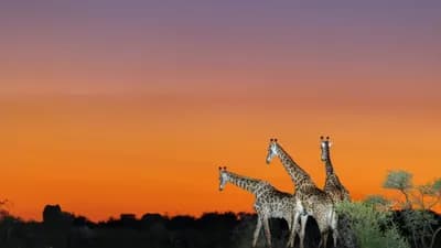 Madikwe-Safari: Nachhaltiger Naturgenuss für LGBTIQ+-Reisende