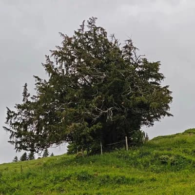 national heritage trees